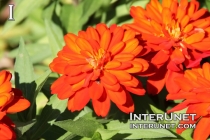 beautiful-flowers