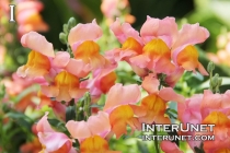 beautiful-flowers-pink-orange