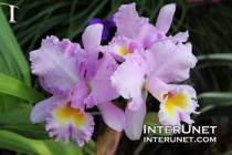 beautiful-flowers