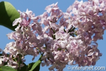 lilac - syringa 