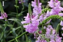 beautiful-purple-flowers