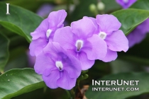 beautiful-purple-flowers