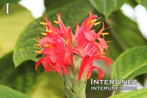 beautiful-red-flower