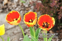 beautiful-red-yellow-tulips