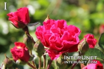 beautiful-pink-rose