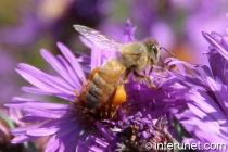 bee-on-flower