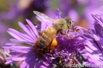 bee-on-flower