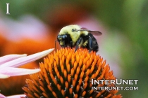 bee-on-the-flower