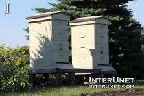 beehives