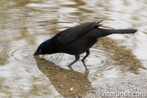 bird-drinks-water