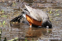 american-robin-in-the-water