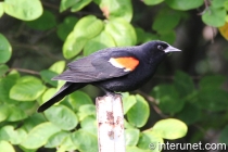 bird-on-the-post