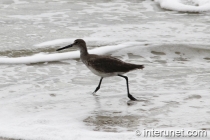bird-running-in-the-water