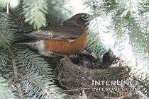 bird-with-babies-in-the-nest