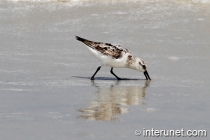 bird-on-the-ocean