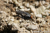 black-fly-on-rocks