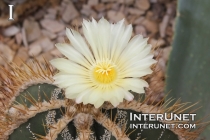 blooming-cactus