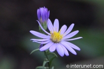 blue-flowers