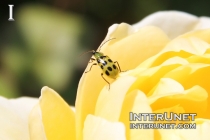 bug-on-yellow-rose
