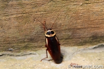 bug-trying-to-climb-on-the-wall