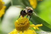 bumble-bee-on-the-flower