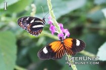 butterflies-on-the-flower