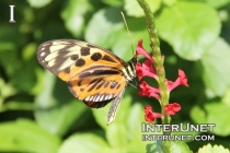 butterfly-on-the-red-flower