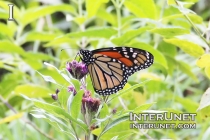 butterfly-on-the-flower-amazing