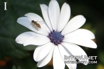 Cape Daisy with a bee on