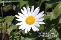 chamomile