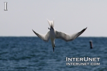 common-tern-fishing-Florida-beaches-birds