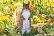 cute-squirrel-on-the-grass