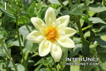 Dahlia ‘Clair De Lune’ Aster Family (Asteraceae)