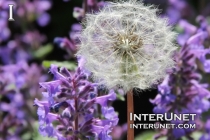 dandelion-and-bluebell