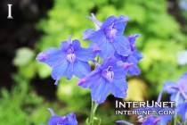 Delphinium grandiflorum ‘Blue Butterfly’ Siberian Larkspur