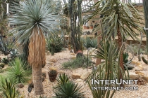 garfield-park-conservatory-desert-house