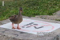 to-be-or-not-to-be-duck-dilemma-funny-animals