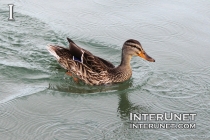 duck-on-the-lake
