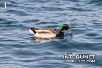 duck-on-the-lake