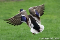 duck-takes-off