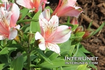 beautiful-flower