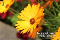a flower