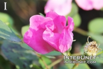 pink-flower
