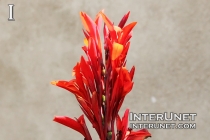 red flower