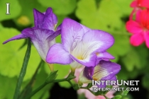 beautiful-flower