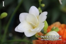 white-flower