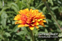 amazing-flower