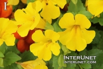 yellow-flowers