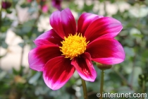 amazing-flower