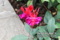 beautiful-purple-flowers